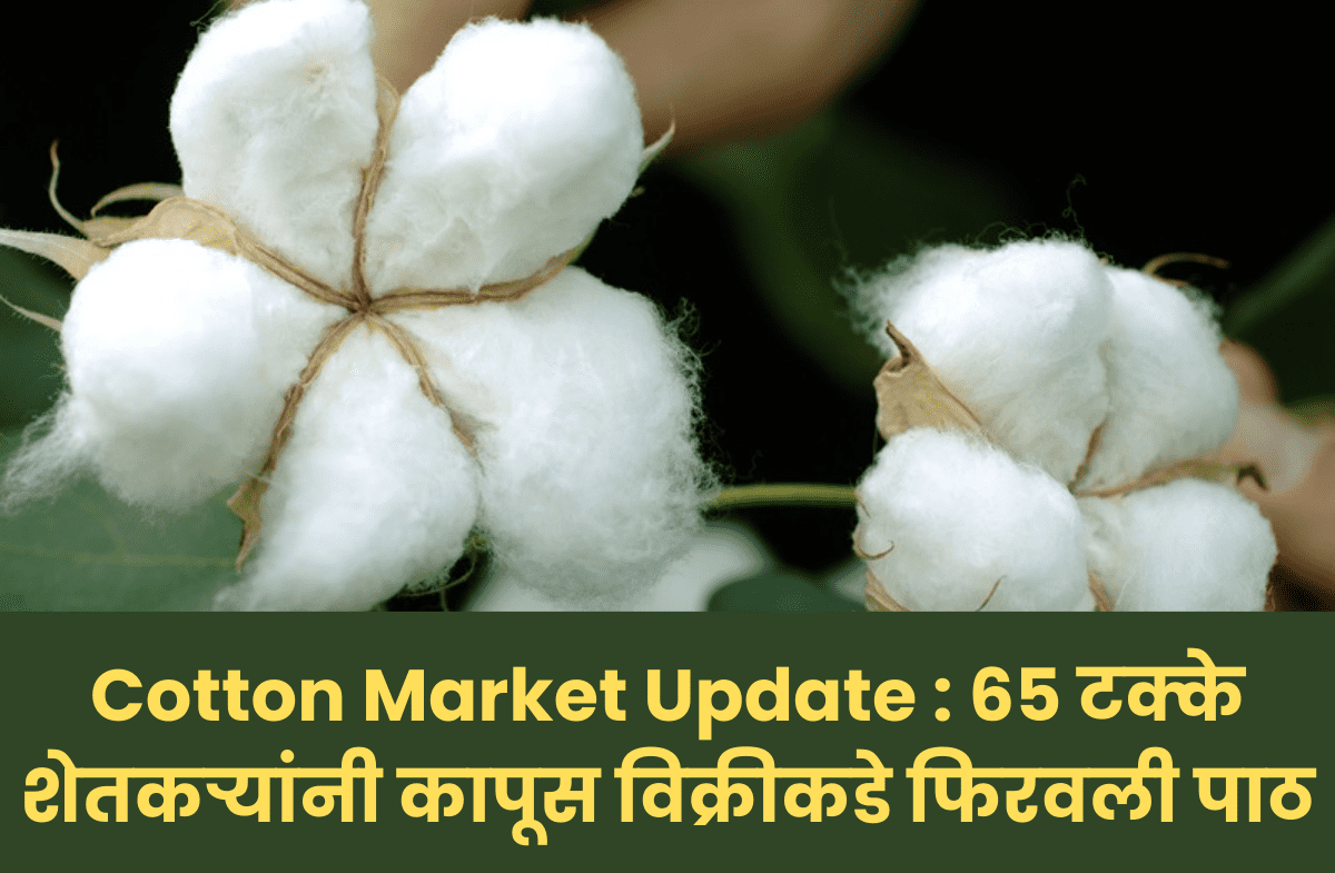 Cotton Market Price Update : ६५ टक्के शेतकऱ्यांनी कापूस विक्रीकडे फिरवली पाठ