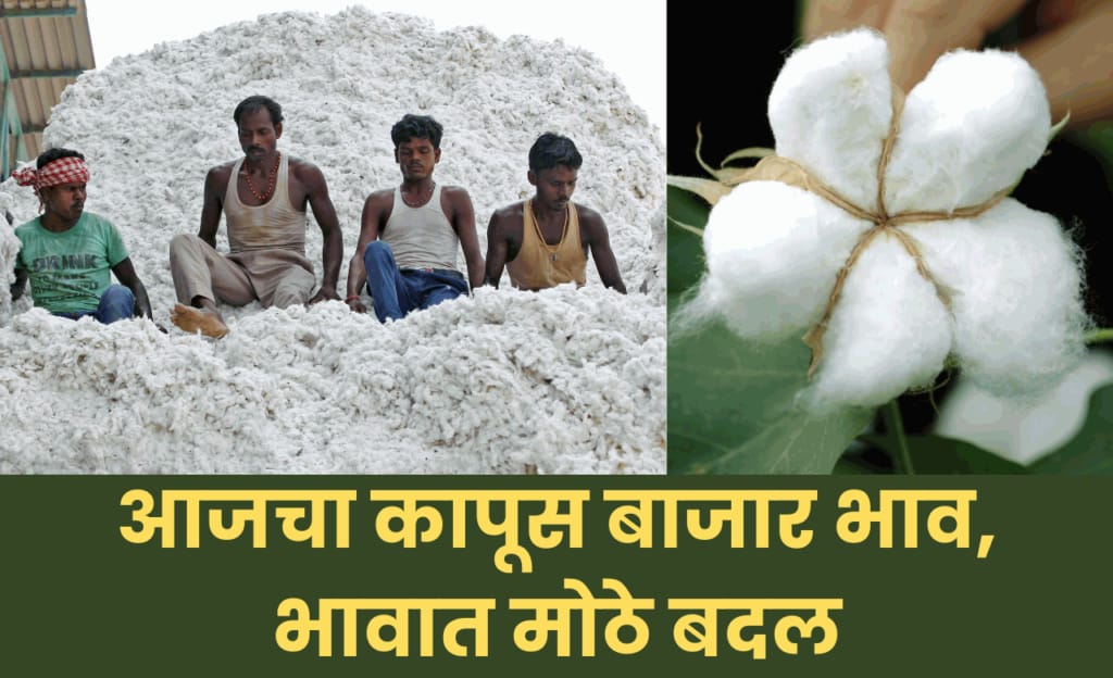 Cotton Market Price Today : आजचा कापूस बाजार भाव, भावात मोठे बदल
