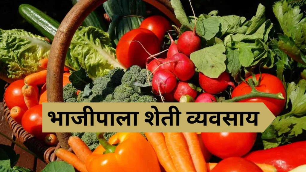 Vegetable farming business plan:
