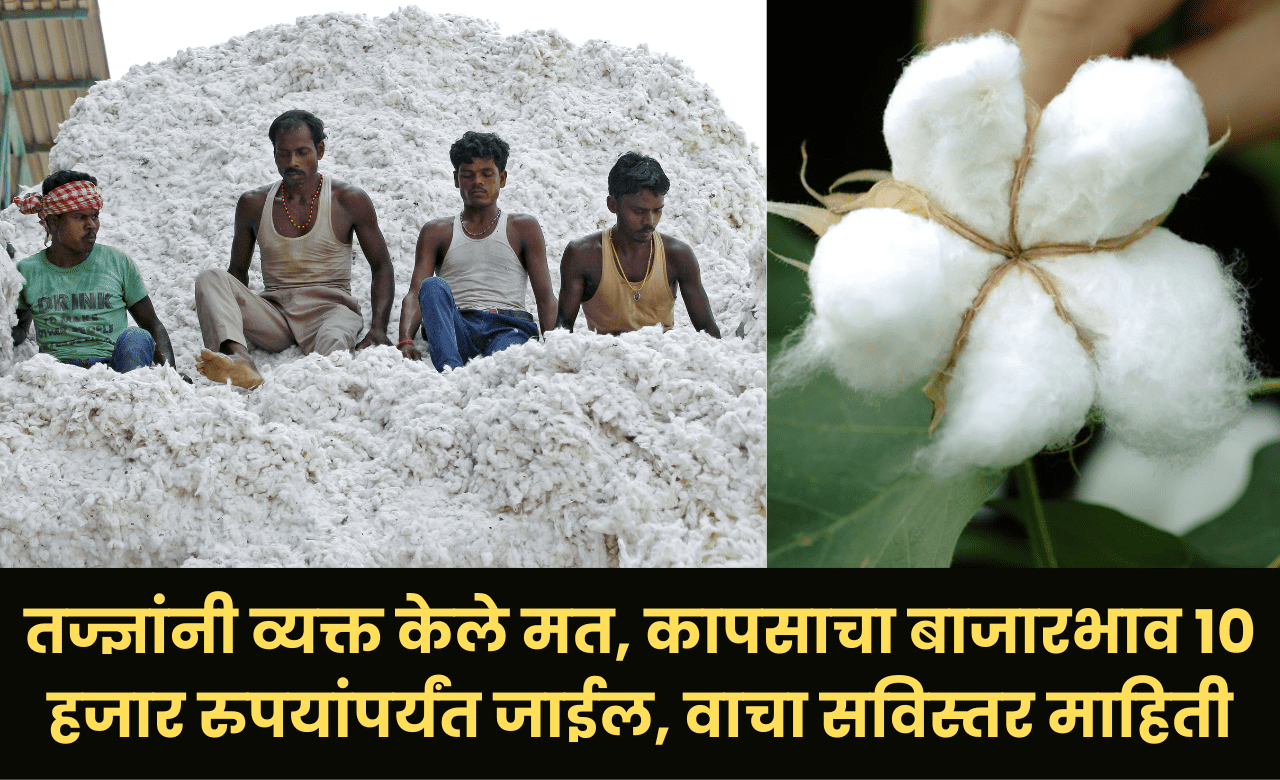 Market price of cotton