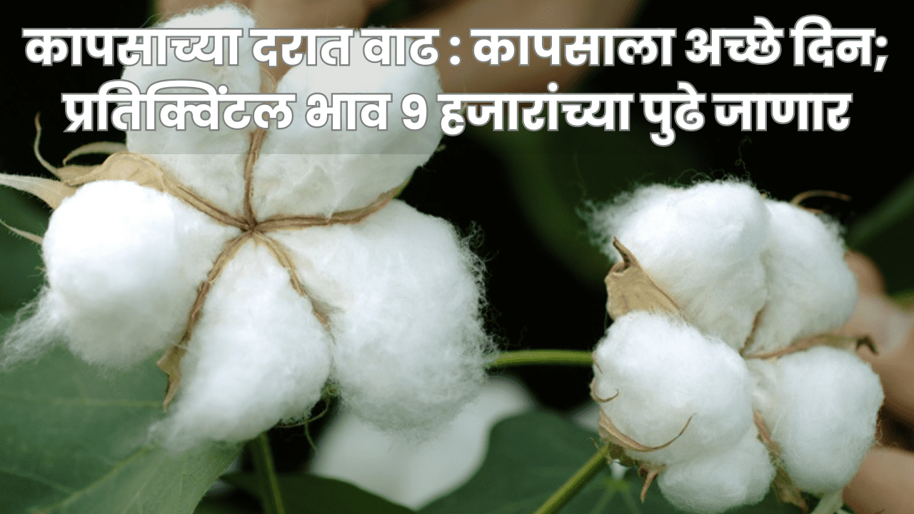 Market Price of Cotton