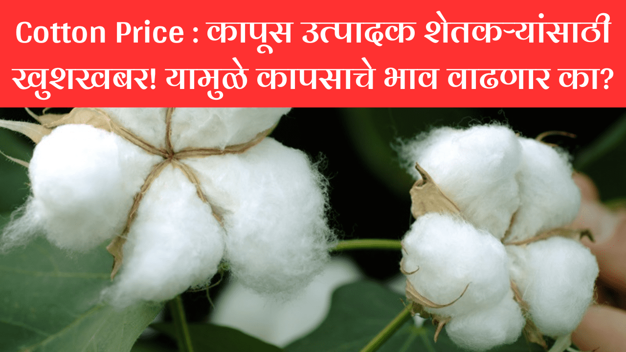 Cotton Price