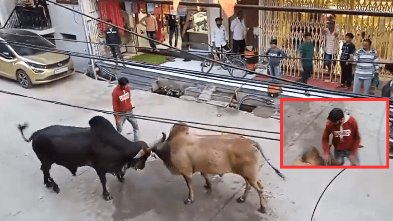 Bull Fight Viral Video:
