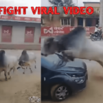 Bull Fight Viral Video : बैलांची झुंज महागात पडली, 20 हजारांचे नुकसान!