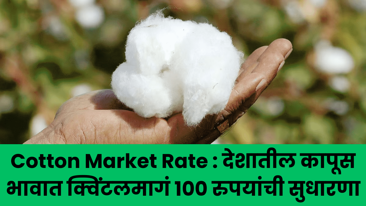 Cotton Market Rate