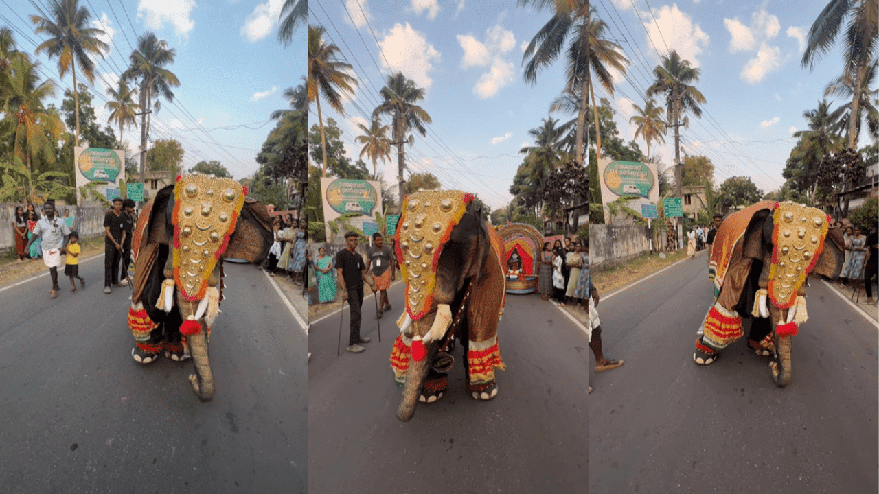 Elephant Dance Viral Video