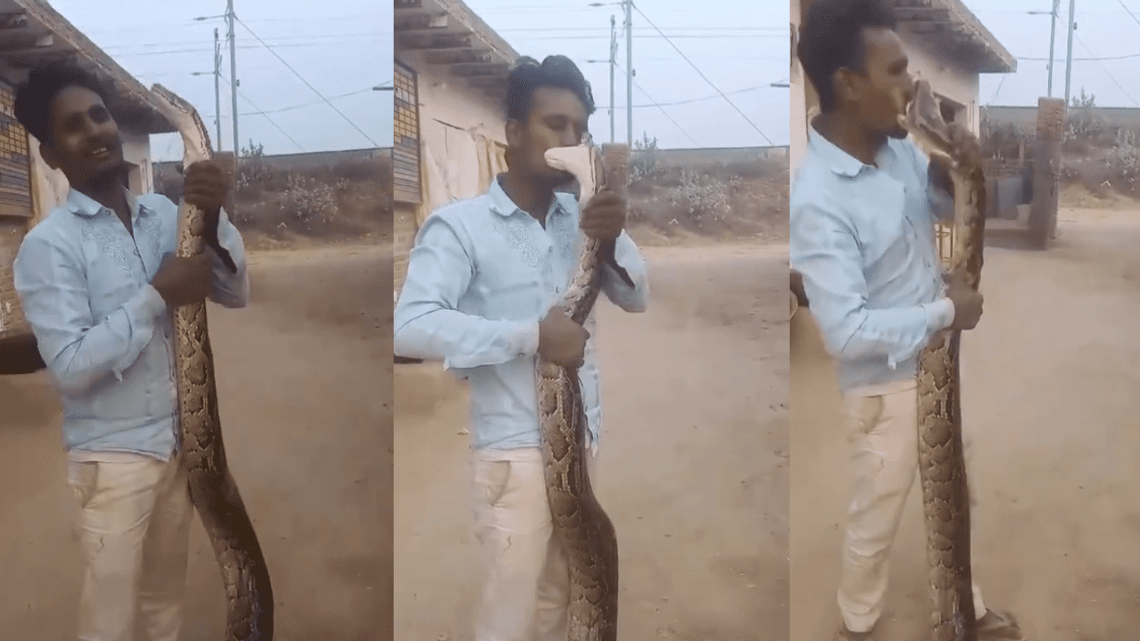 Snake Bite Viral Video
